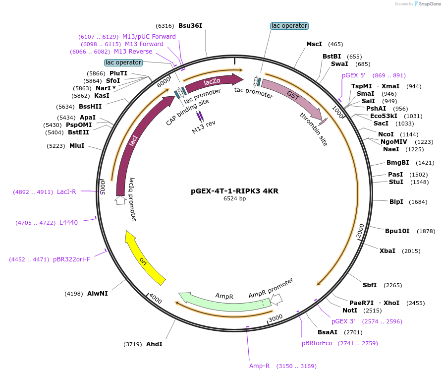 78828-plasmid-map-sequence-id-149299