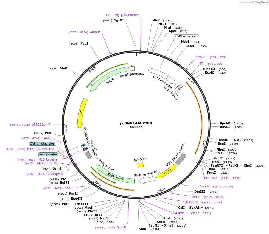 78776-plasmid-map-sequence-id-149335