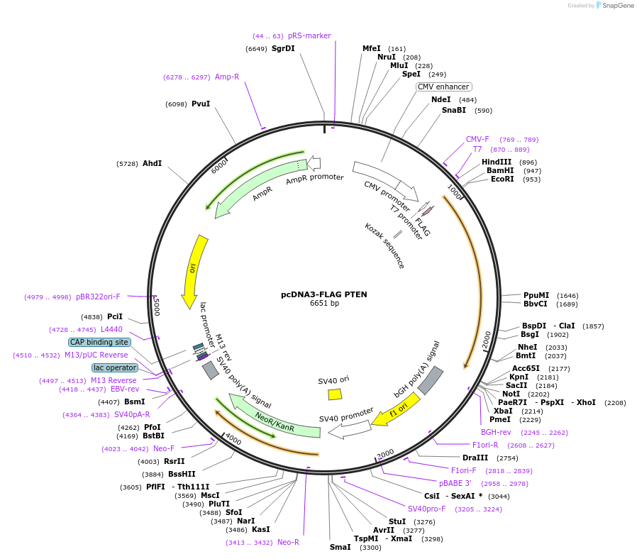78777-plasmid-map-sequence-id-149341