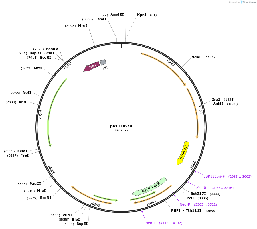 70687-plasmid-map-sequence-id-149342