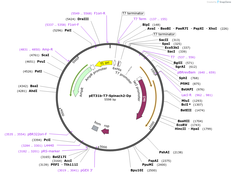 79159-plasmid-map-sequence-id-149370