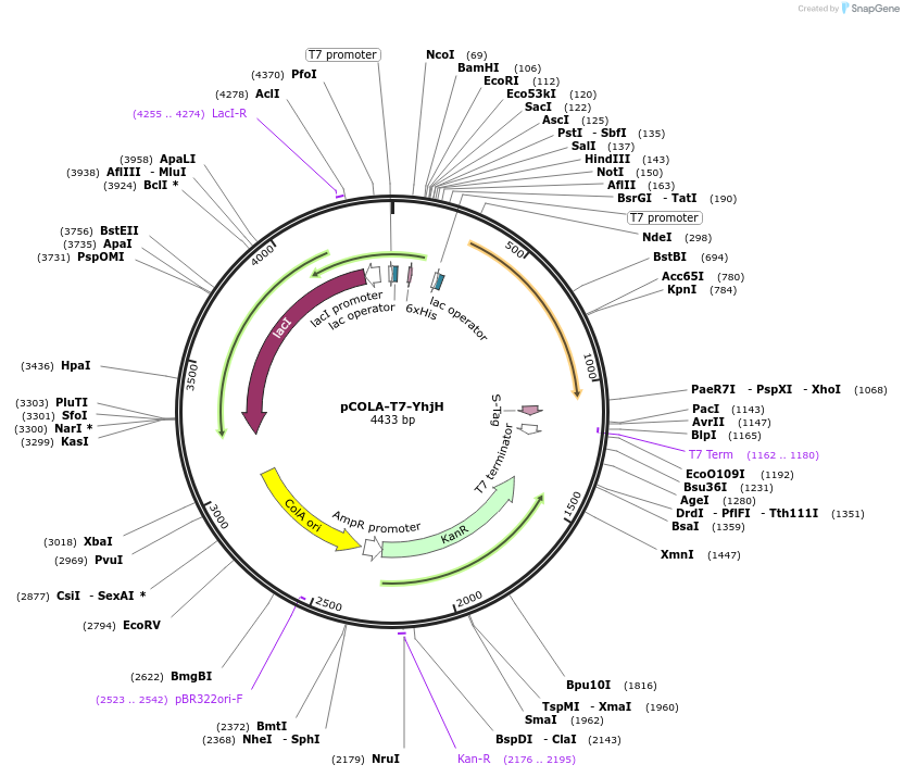 79165-plasmid-map-sequence-id-149375