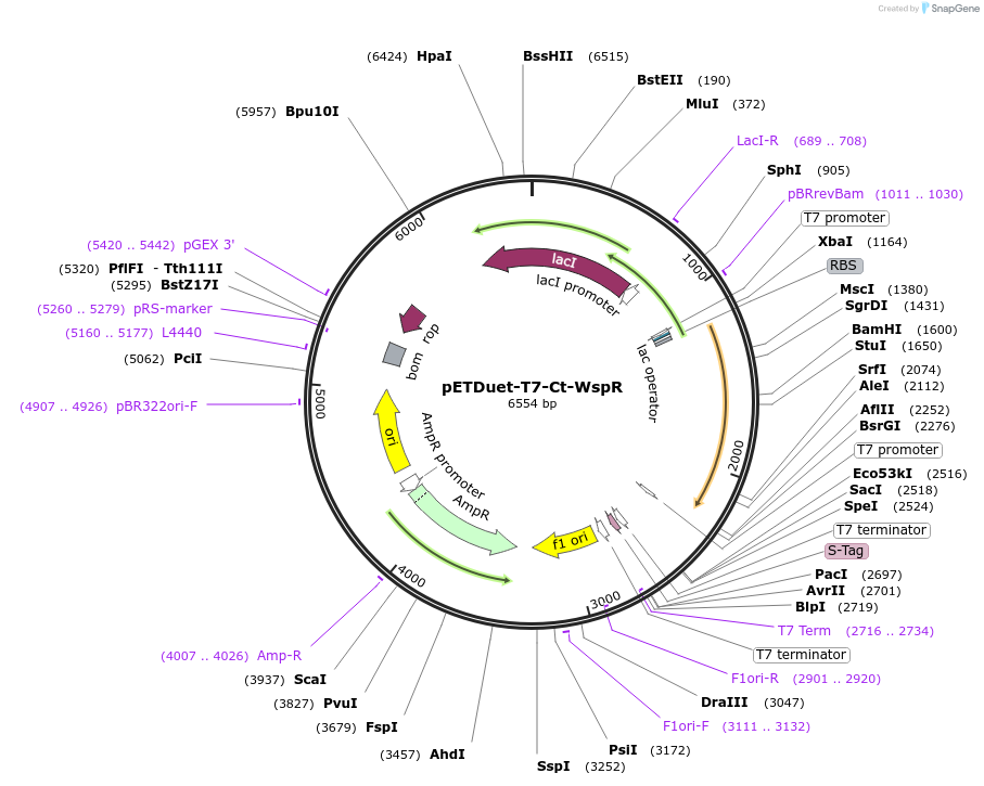 79166-plasmid-map-sequence-id-149376