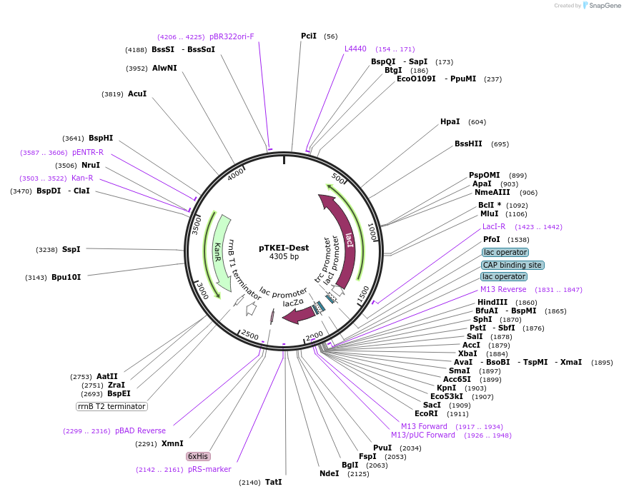 79784-plasmid-map-sequence-id-149379