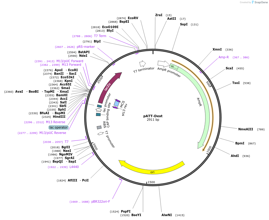 79770-plasmid-map-sequence-id-149381
