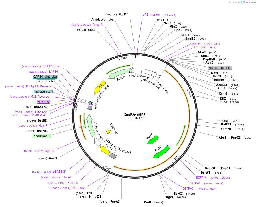 79795-plasmid-map-sequence-id-149406