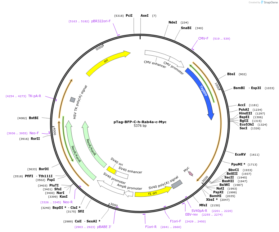 79799-plasmid-map-sequence-id-149410
