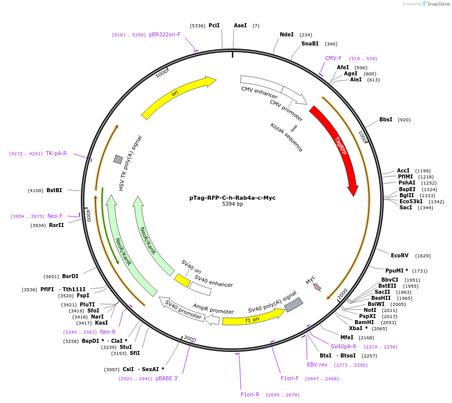 79800-plasmid-map-sequence-id-149411