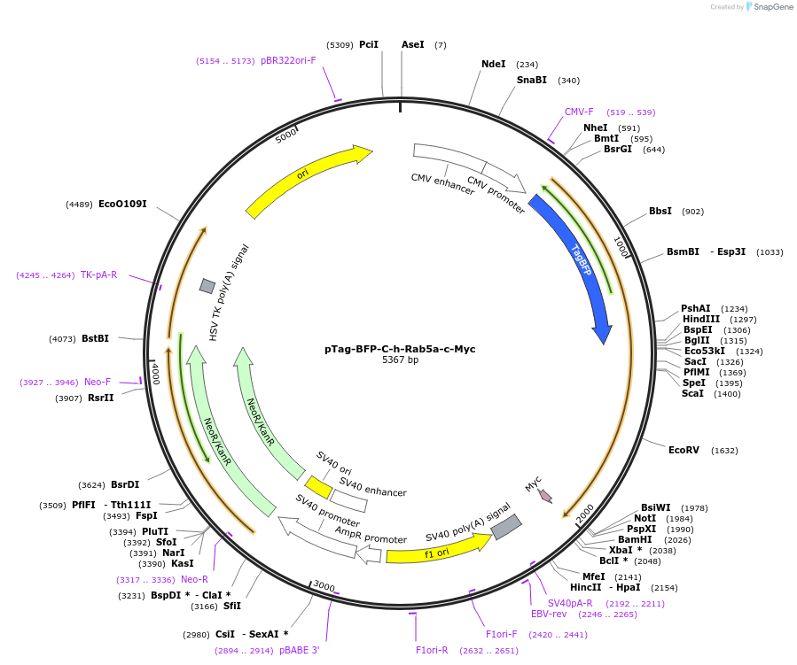 79801-plasmid-map-sequence-id-149412