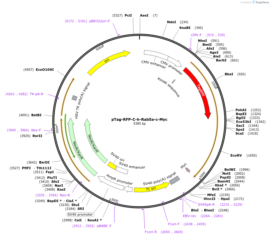 79802-plasmid-map-sequence-id-149413