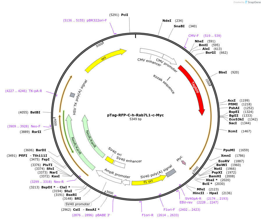 79804-plasmid-map-sequence-id-149415