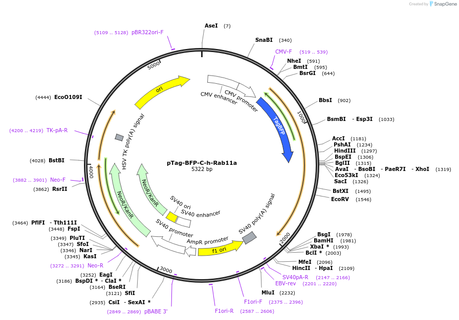 79805-plasmid-map-sequence-id-149416