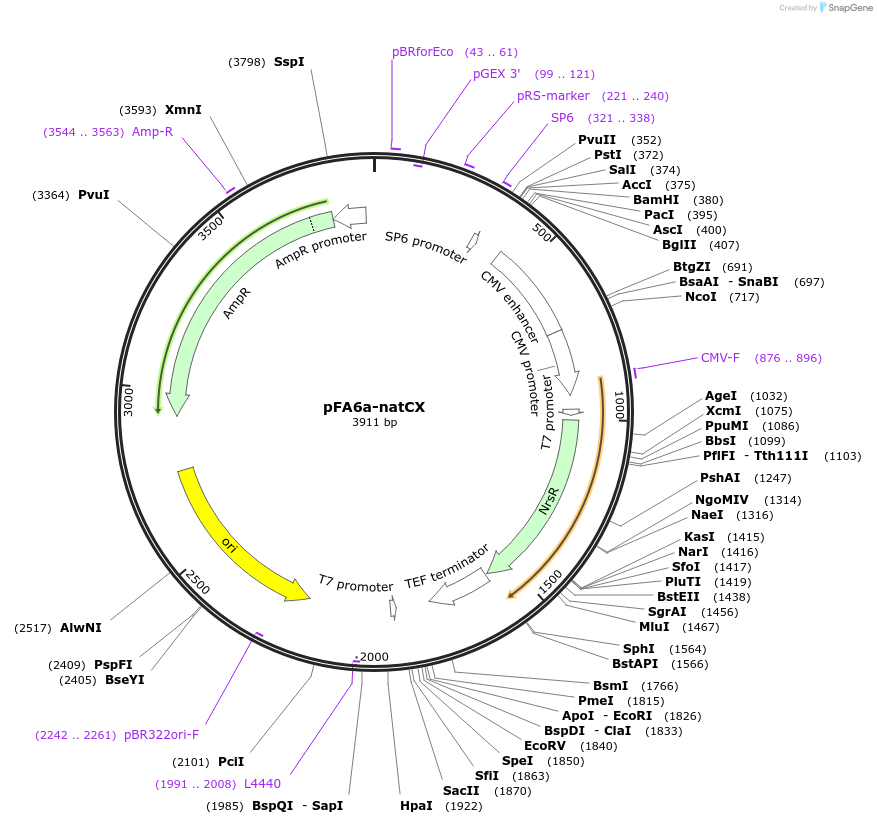 73893-plasmid-map-sequence-id-149443