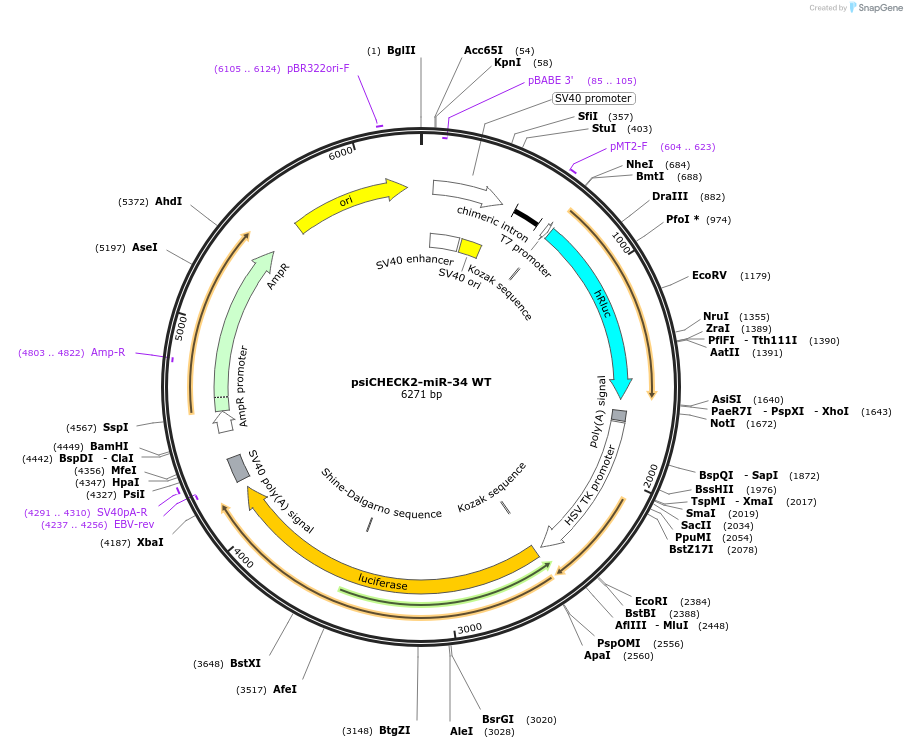78258-plasmid-map-sequence-id-149448