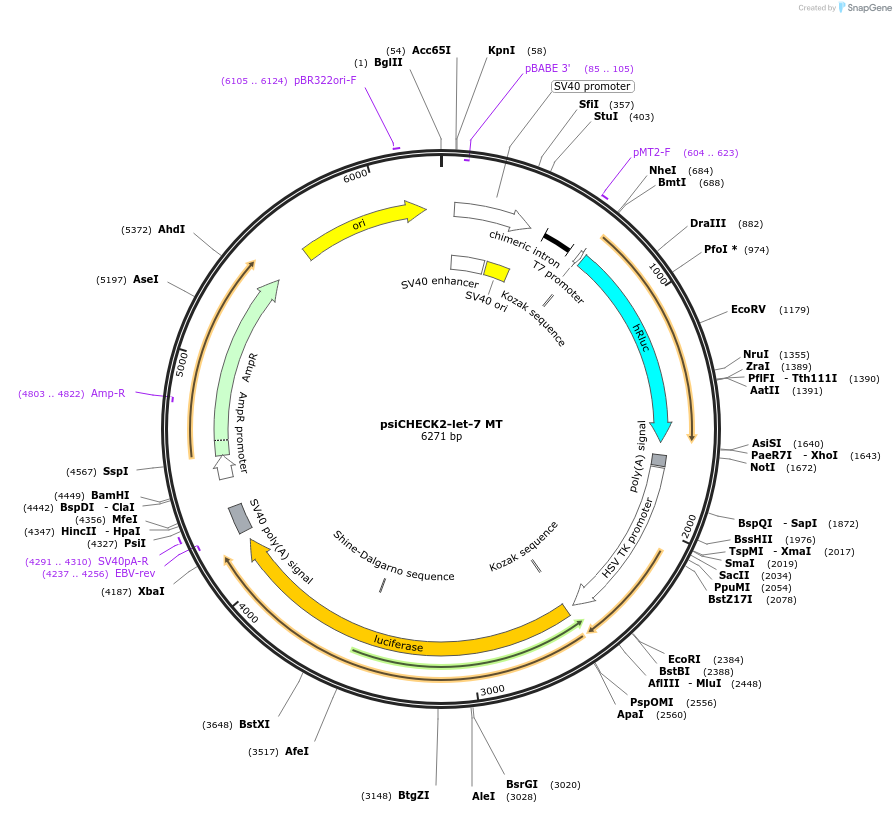 78261-plasmid-map-sequence-id-149478