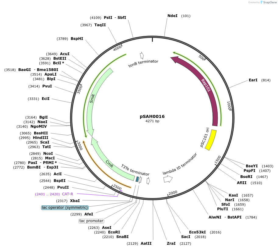 79824-plasmid-map-sequence-id-149510