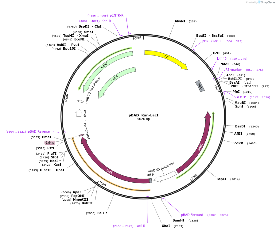 79826-plasmid-map-sequence-id-149512