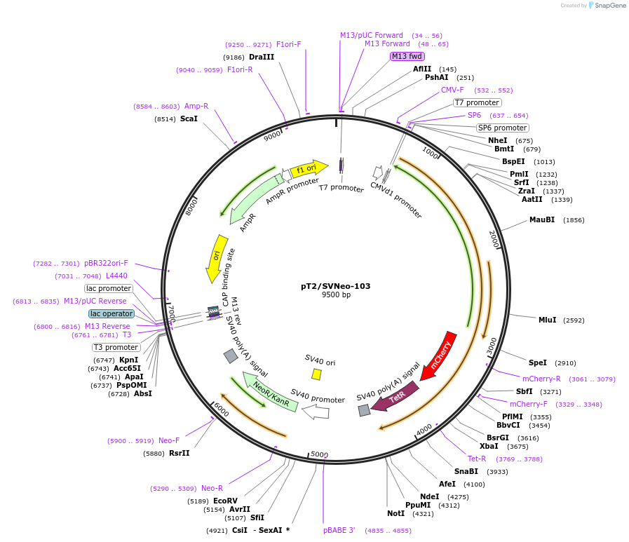 79841-plasmid-map-sequence-id-149564