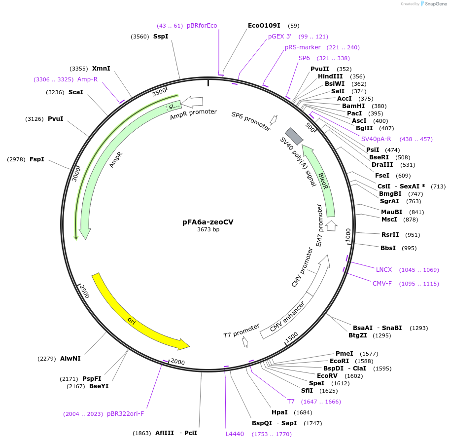73890-plasmid-map-sequence-id-149574
