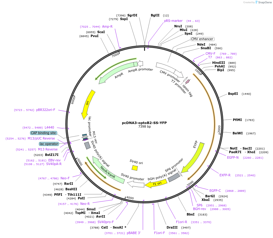75270-plasmid-map-sequence-id-149684