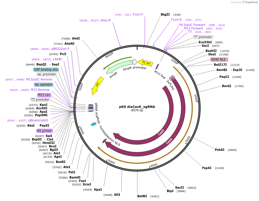 74923-plasmid-map-sequence-id-149703