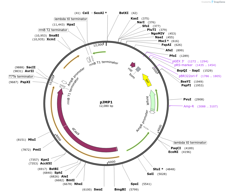 79873-plasmid-map-sequence-id-149704