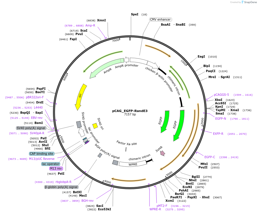 79870-plasmid-map-sequence-id-149706
