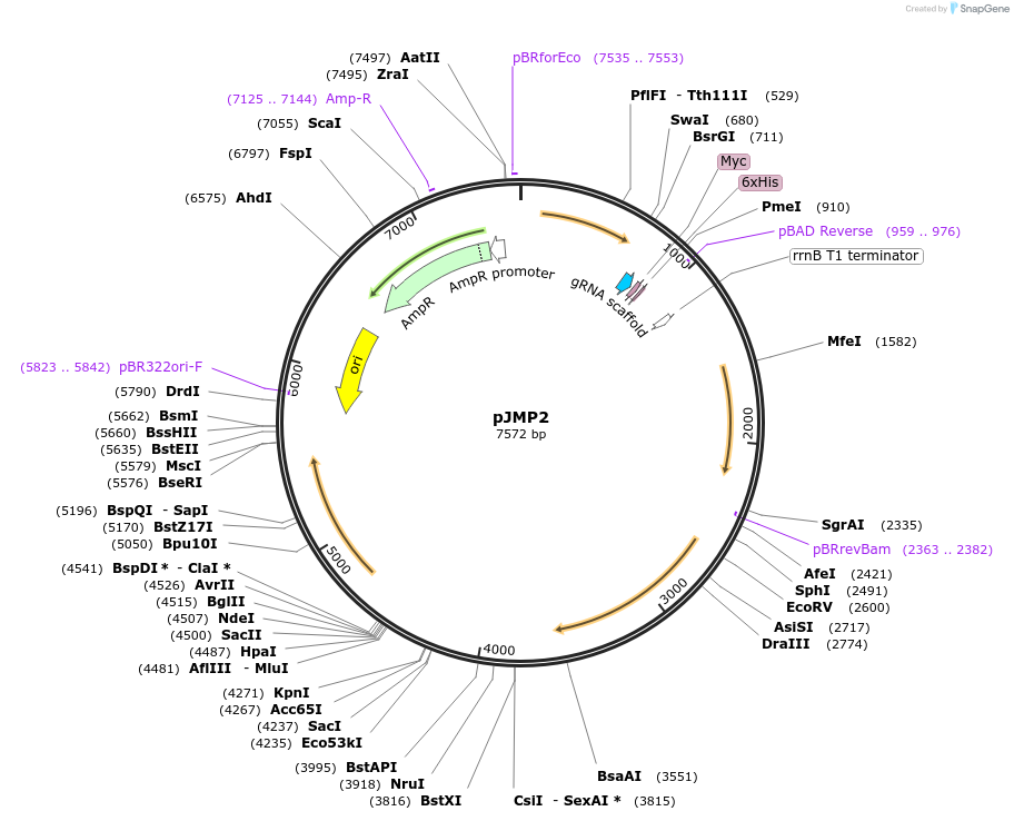 79874-plasmid-map-sequence-id-149708