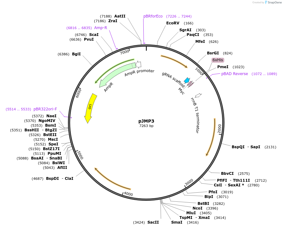 79875-plasmid-map-sequence-id-149710