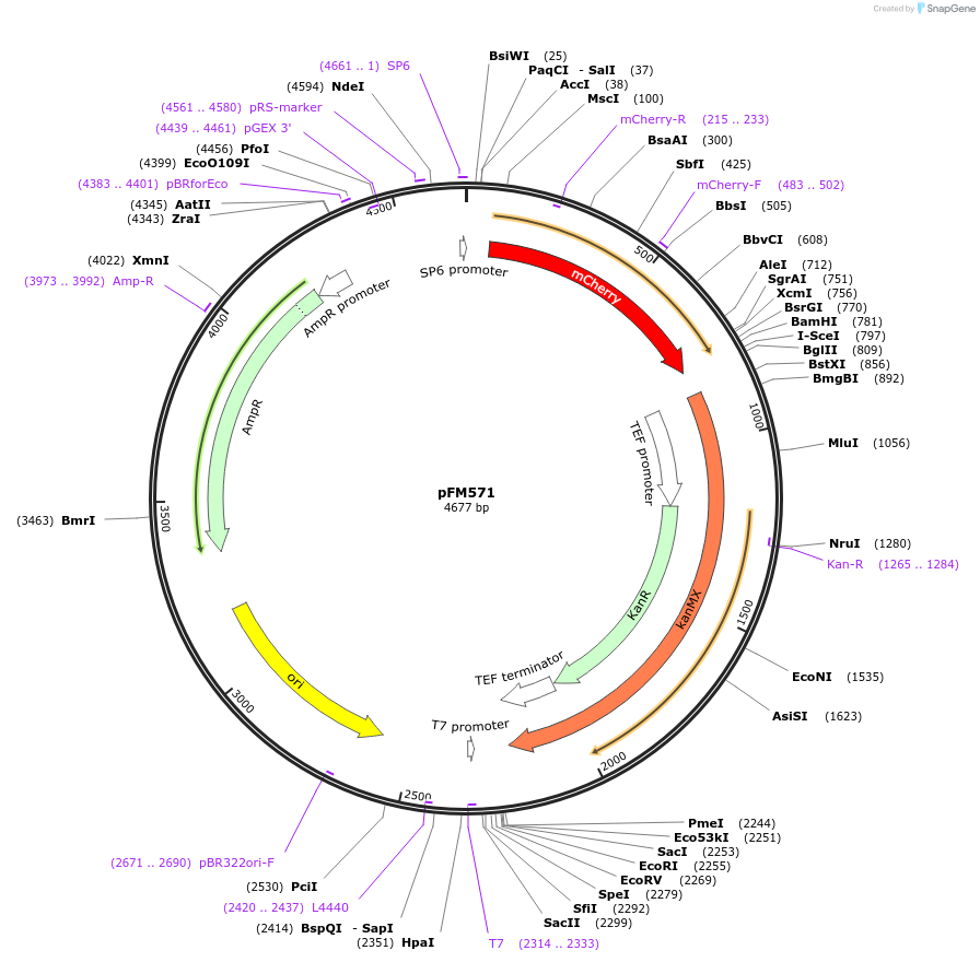 74634-plasmid-map-sequence-id-149724