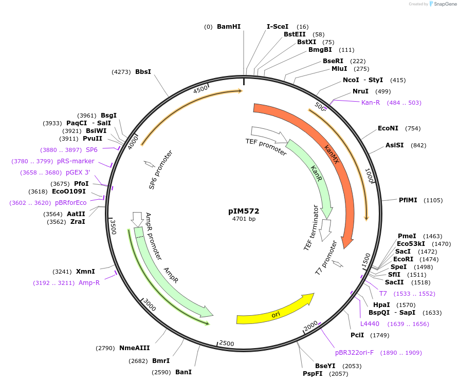 74640-plasmid-map-sequence-id-149726