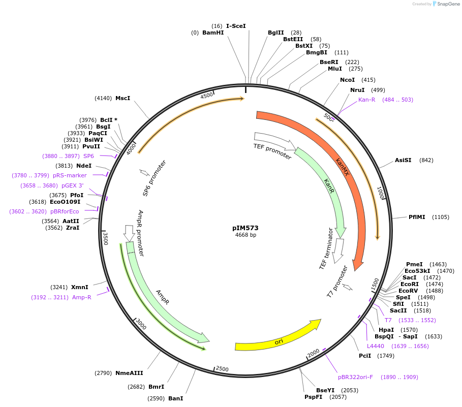 74637-plasmid-map-sequence-id-149727