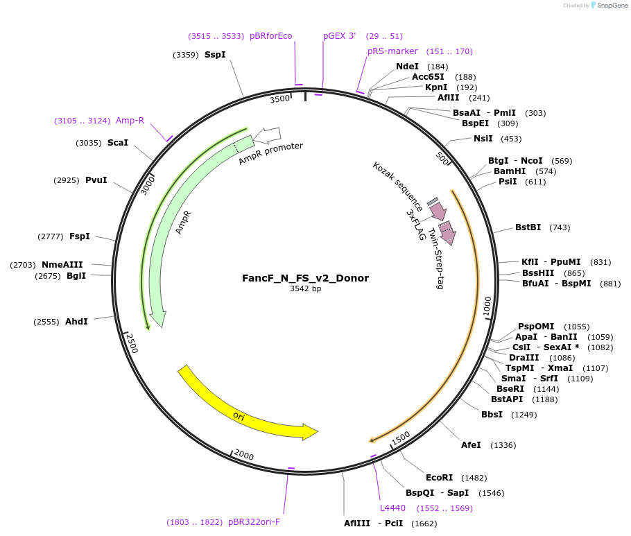 79891-plasmid-map-sequence-id-149738