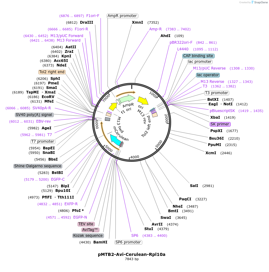 79880-plasmid-map-sequence-id-149770