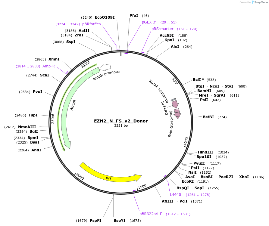79901-plasmid-map-sequence-id-149772