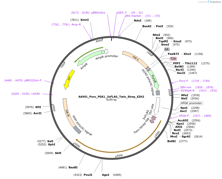 79902-plasmid-map-sequence-id-149779