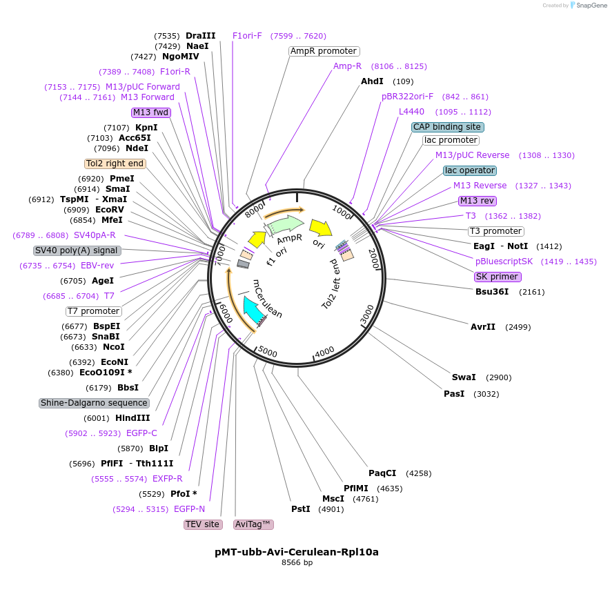 149785_map