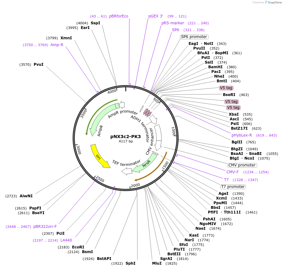78390-plasmid-map-sequence-id-149849