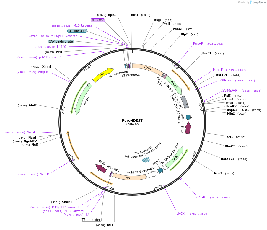 75336-plasmid-map-sequence-id-149881