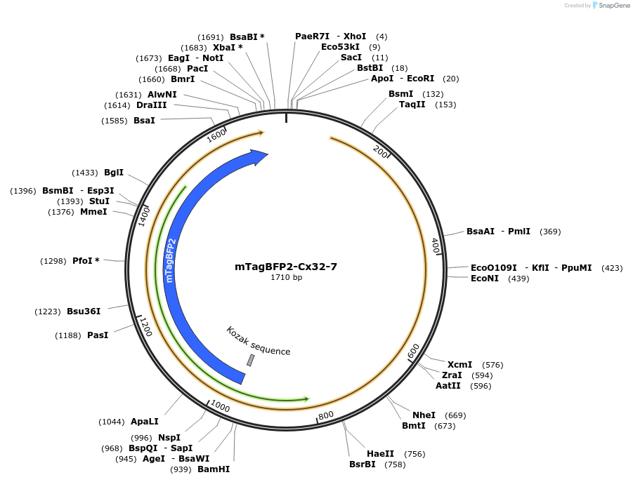 55287-plasmid-map-sequence-id-149894