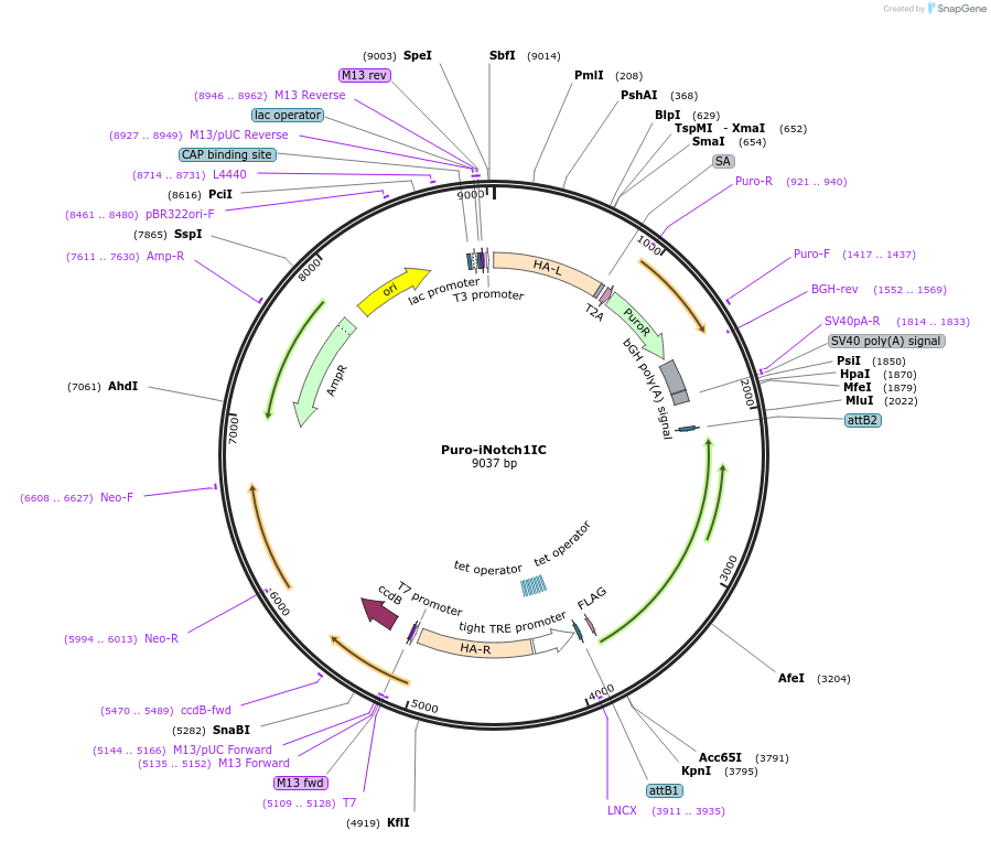 75338-plasmid-map-sequence-id-149898