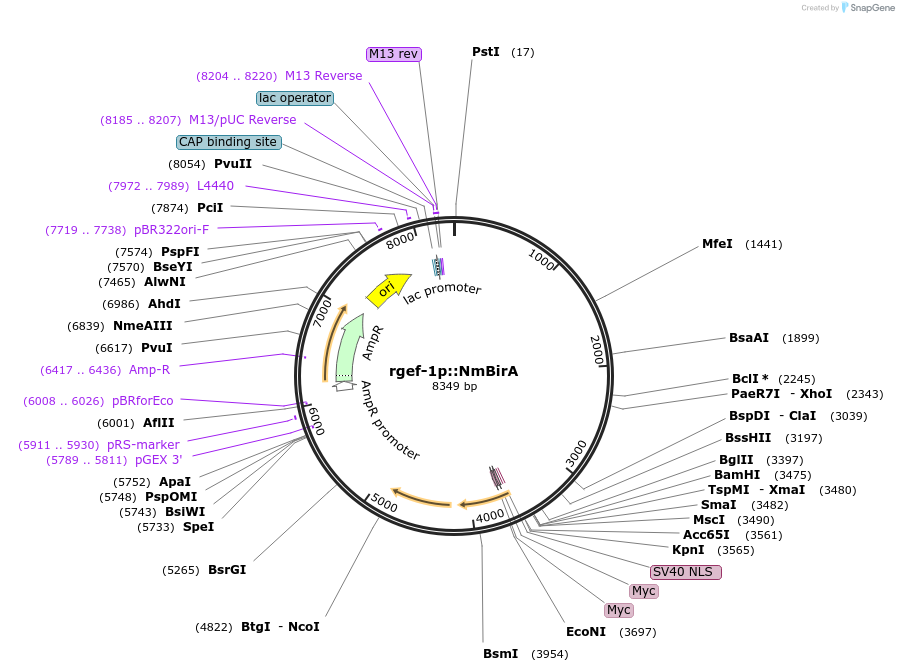 79971-plasmid-map-sequence-id-149917