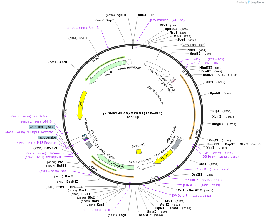 78754-plasmid-map-sequence-id-149943
