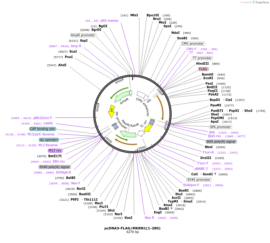 78752-plasmid-map-sequence-id-149949