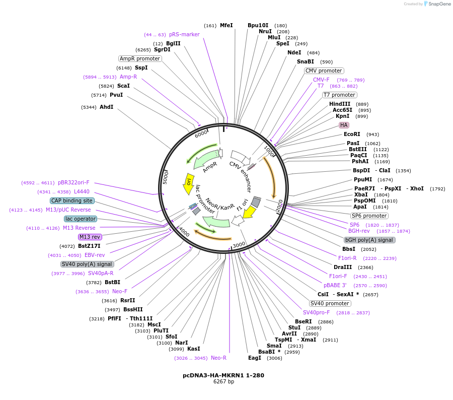 78750-plasmid-map-sequence-id-149955