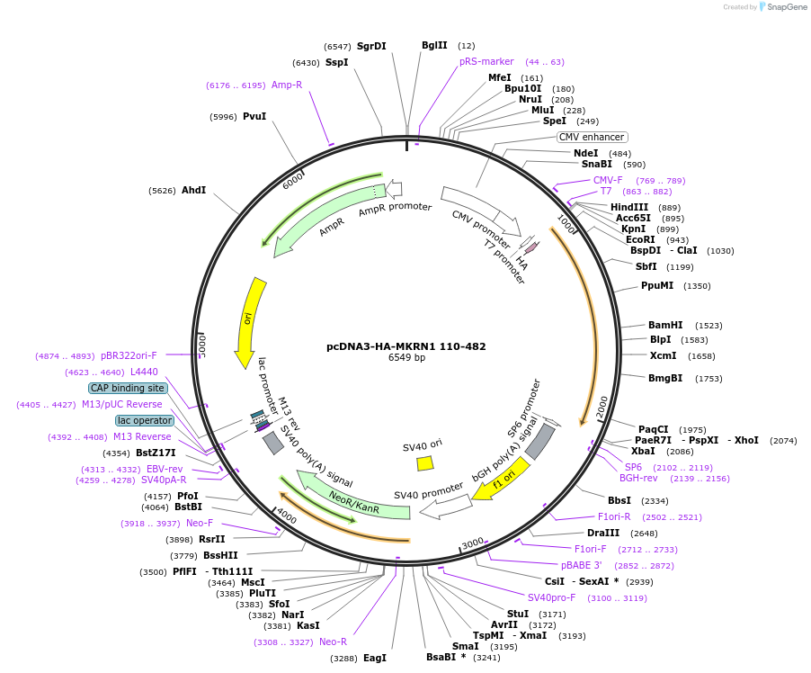78747-plasmid-map-sequence-id-149964