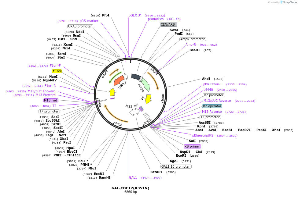 1166-plasmid-map-sequence-id-15