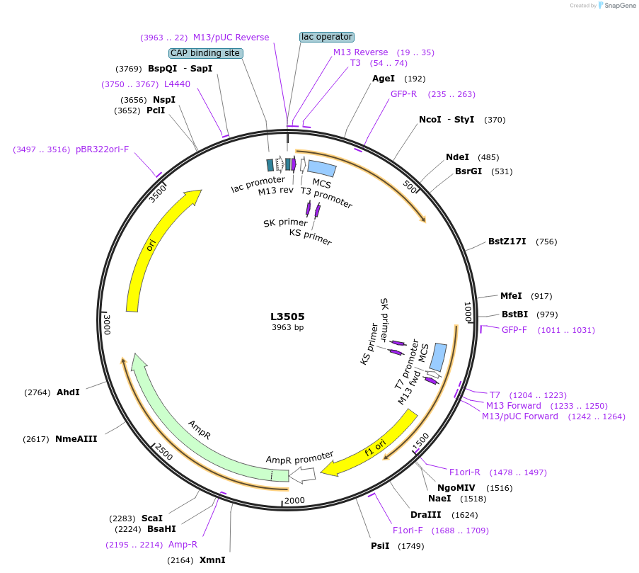 1540-plasmid-map-sequence-id-150