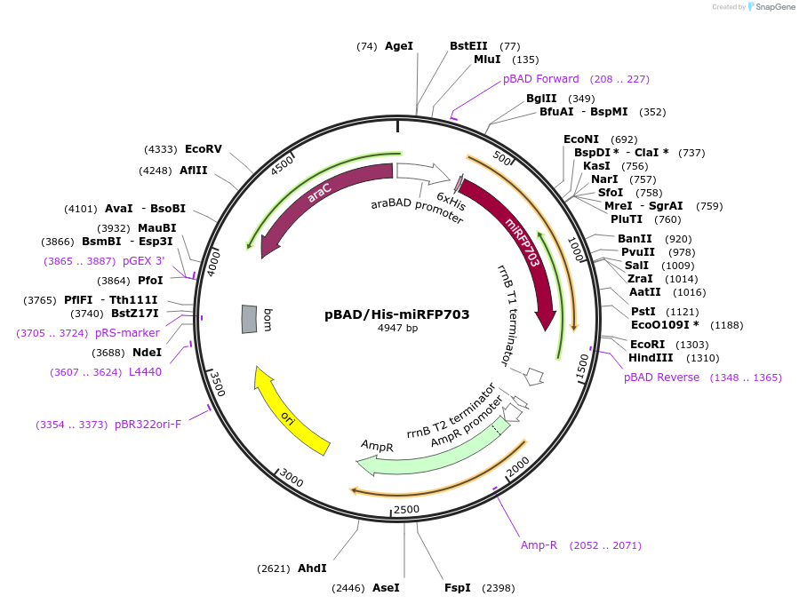 79985-plasmid-map-sequence-id-150020