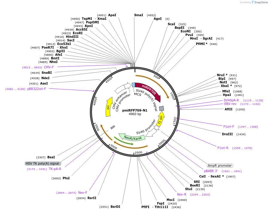 79989-plasmid-map-sequence-id-150030